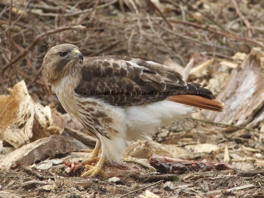 RTHA-AU_Red-tailed-Hawk