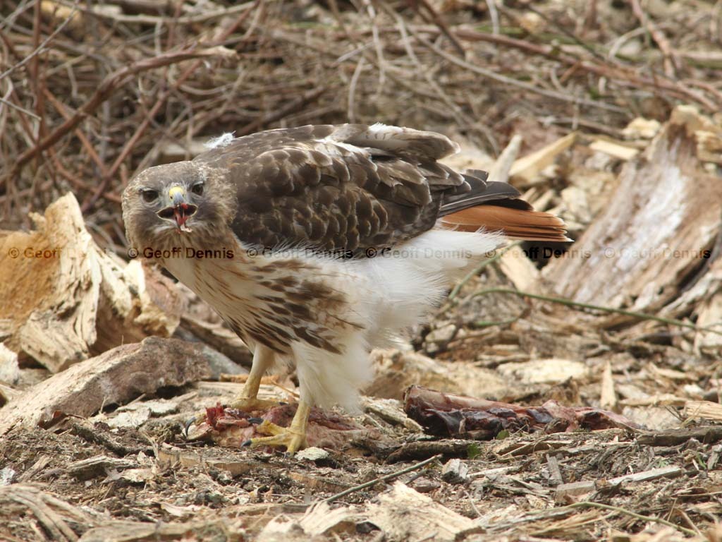 RTHA-AV_Red-tailed-Hawk
