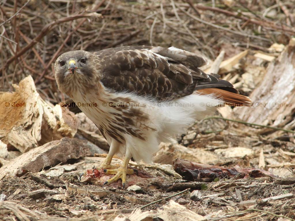 RTHA-AW_Red-tailed-Hawk