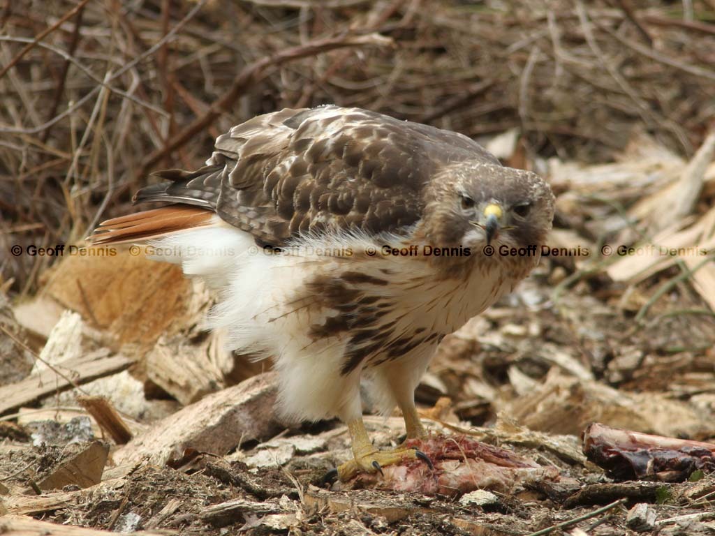 RTHA-AX_Red-tailed-Hawk