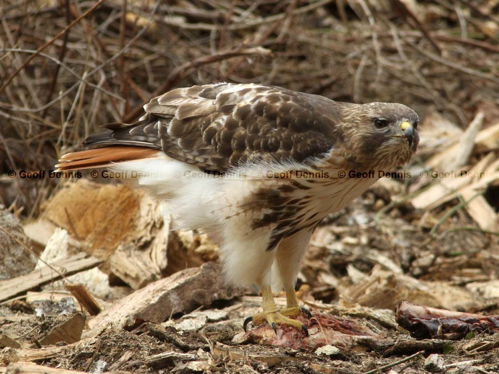 RTHA-AY_Red-tailed-Hawk