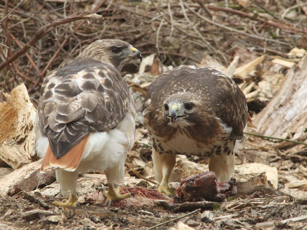 RTHA-BA_Red-tailed-Hawk