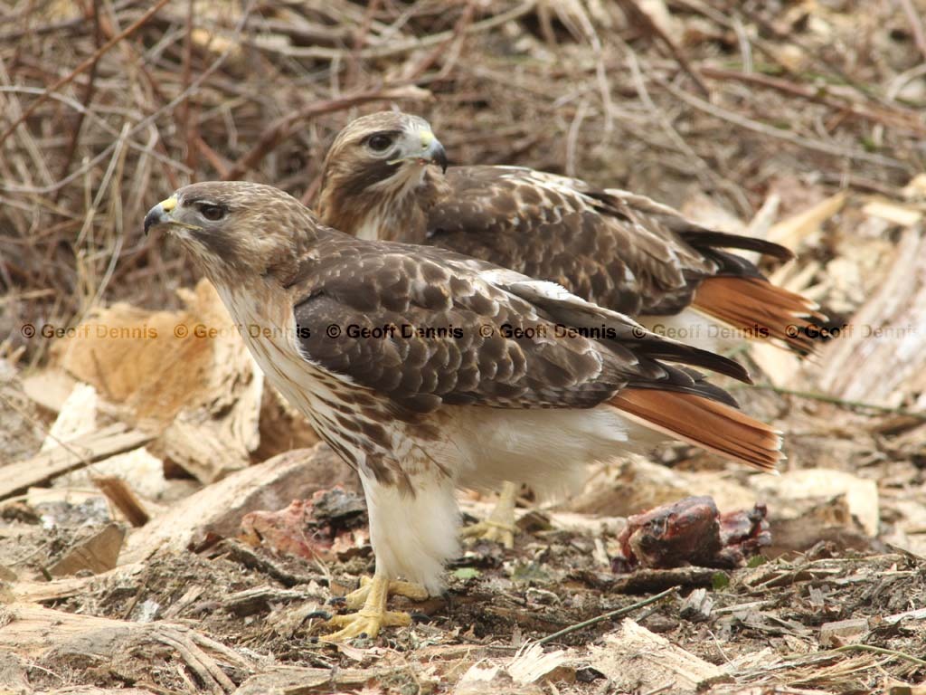 RTHA-BB_Red-tailed-Hawk