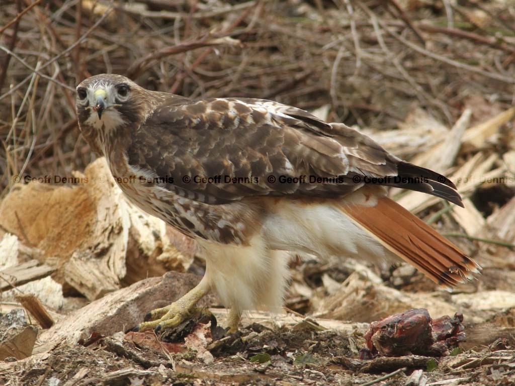 RTHA-BC_Red-tailed-Hawk