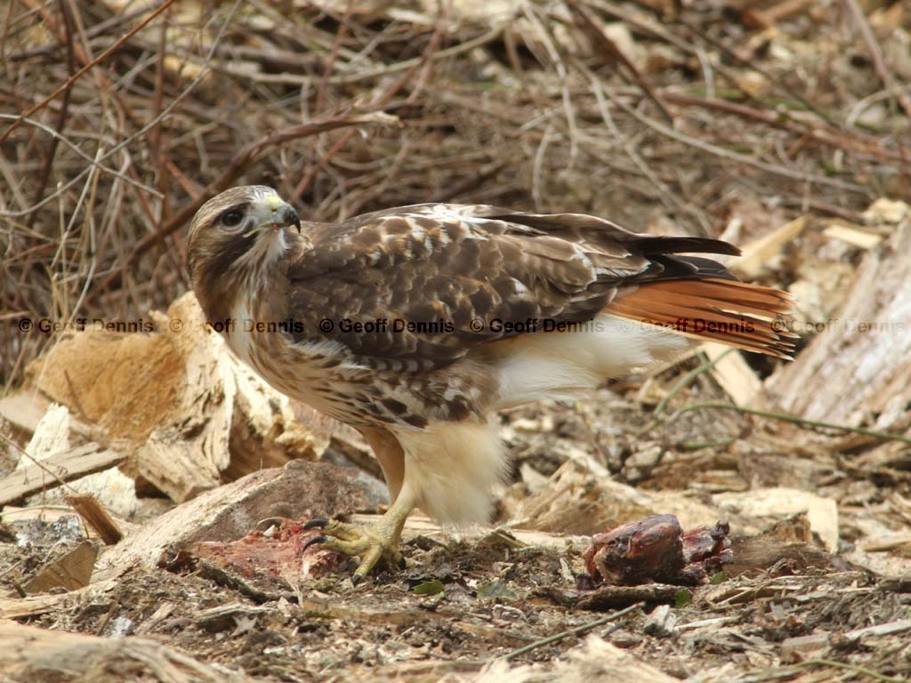 RTHA-BD_Red-tailed-Hawk