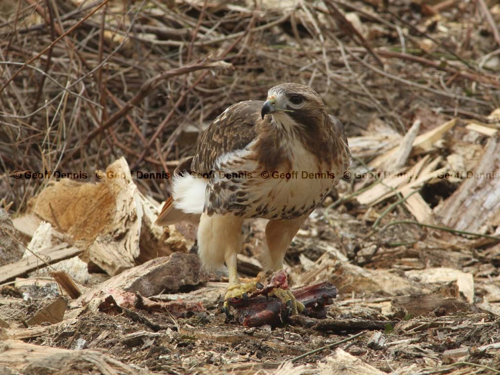 RTHA-BE_Red-tailed-Hawk