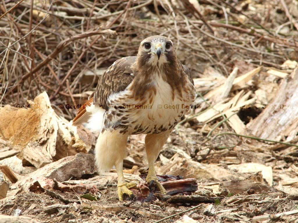 RTHA-BF_Red-tailed-Hawk
