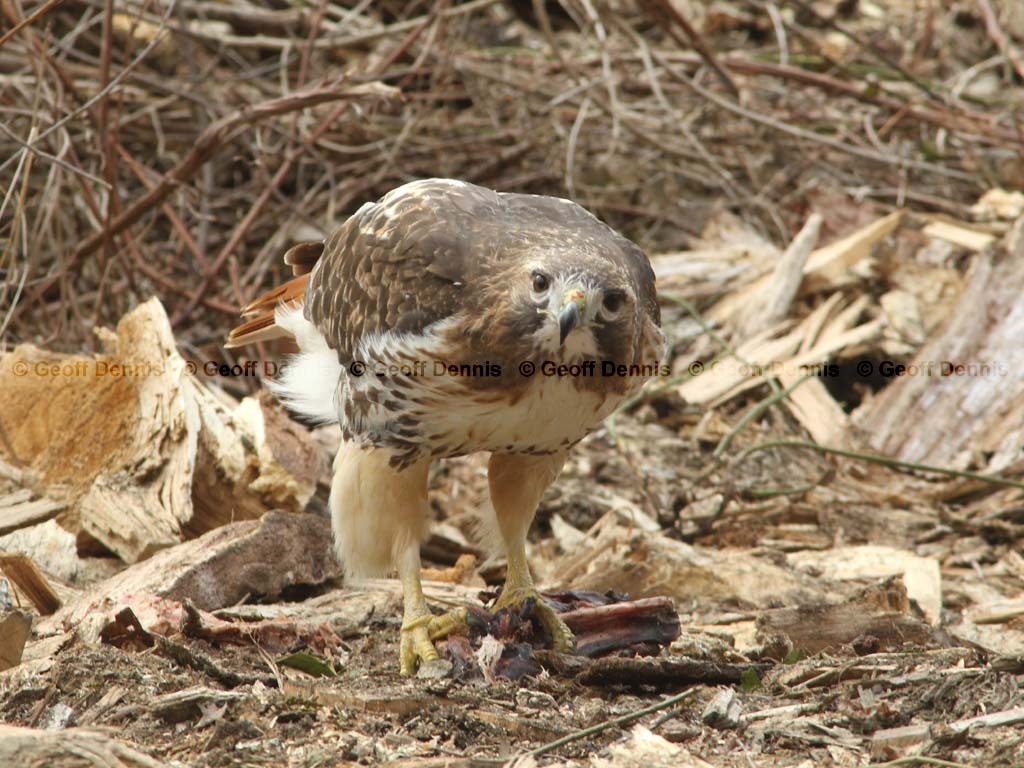 RTHA-BG_Red-tailed-Hawk