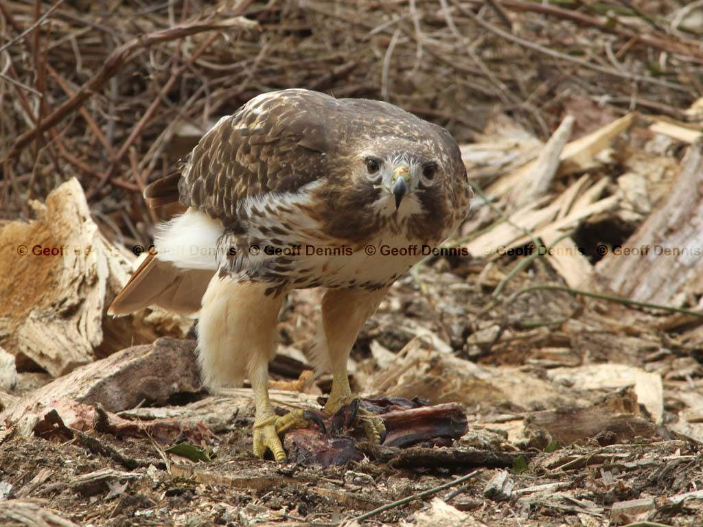 RTHA-BH_Red-tailed-Hawk