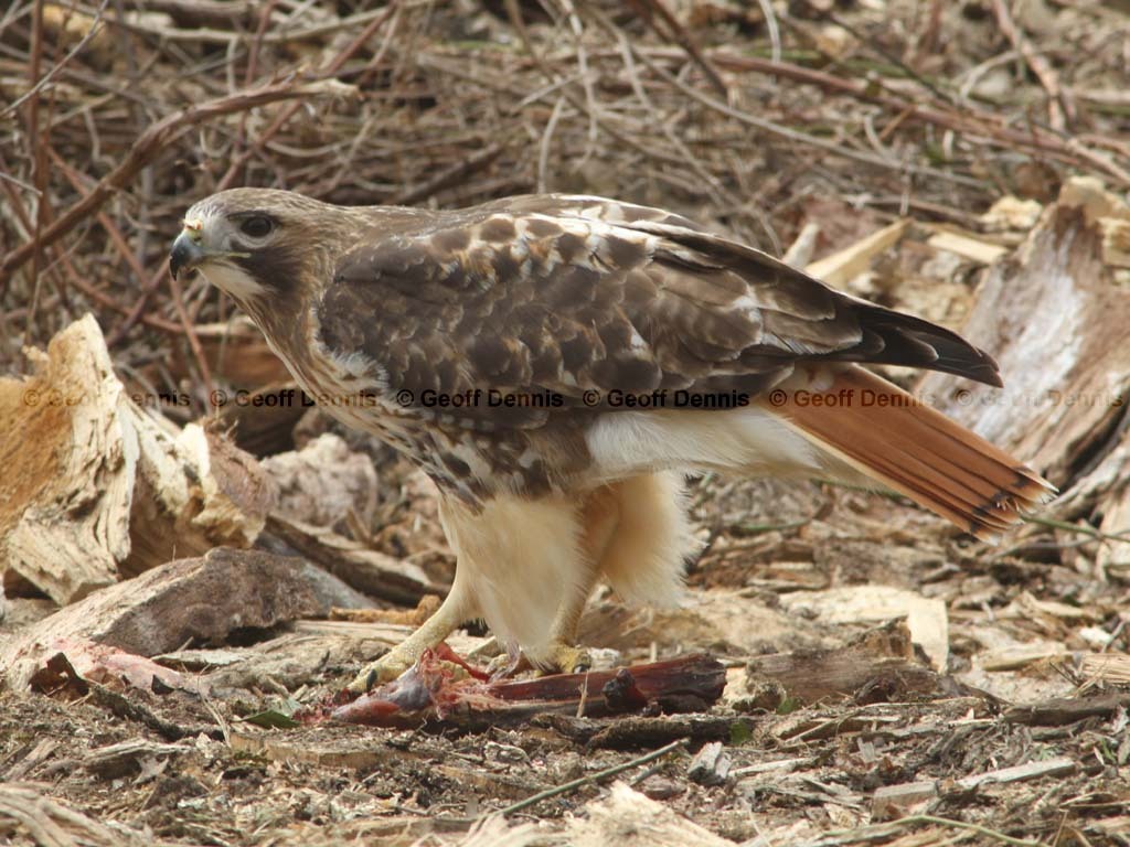 RTHA-BI_Red-tailed-Hawk