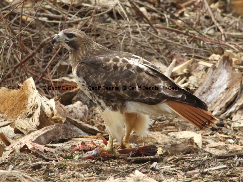 RTHA-BJ_Red-tailed-Hawk