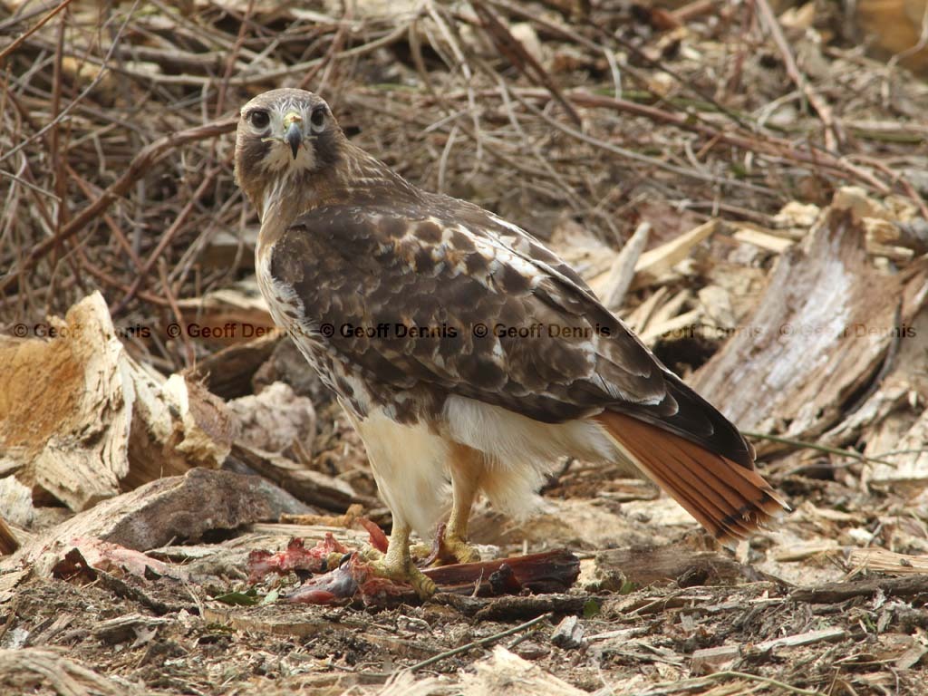 RTHA-BK_Red-tailed-Hawk