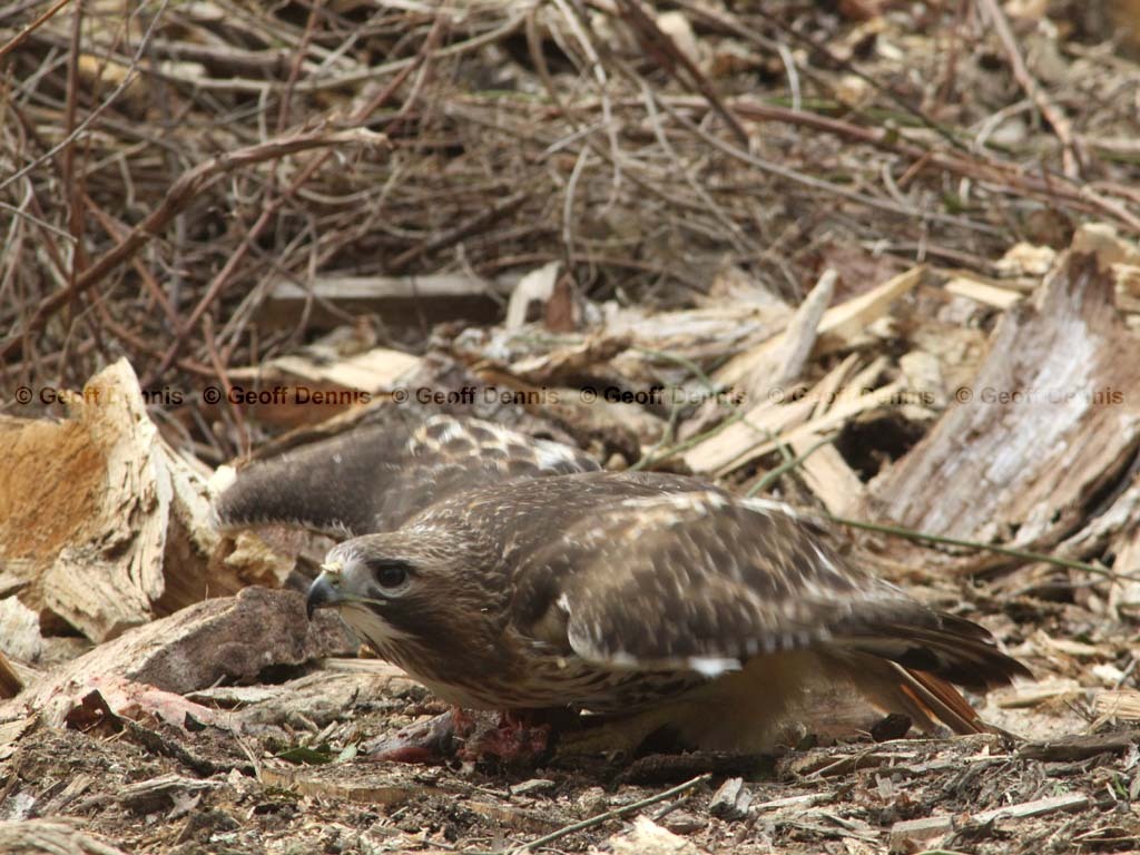 RTHA-BL_Red-tailed-Hawk