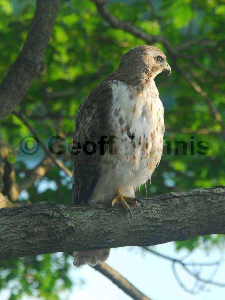 RTHA-BM_Red-tailed-Hawk