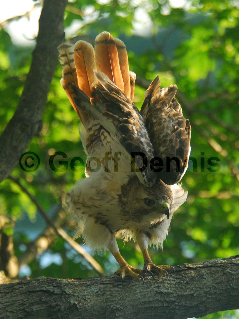 RTHA-BN_Red-tailed-Hawk