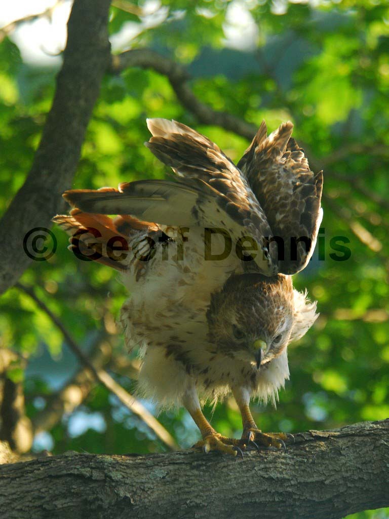 RTHA-BO_Red-tailed-Hawk