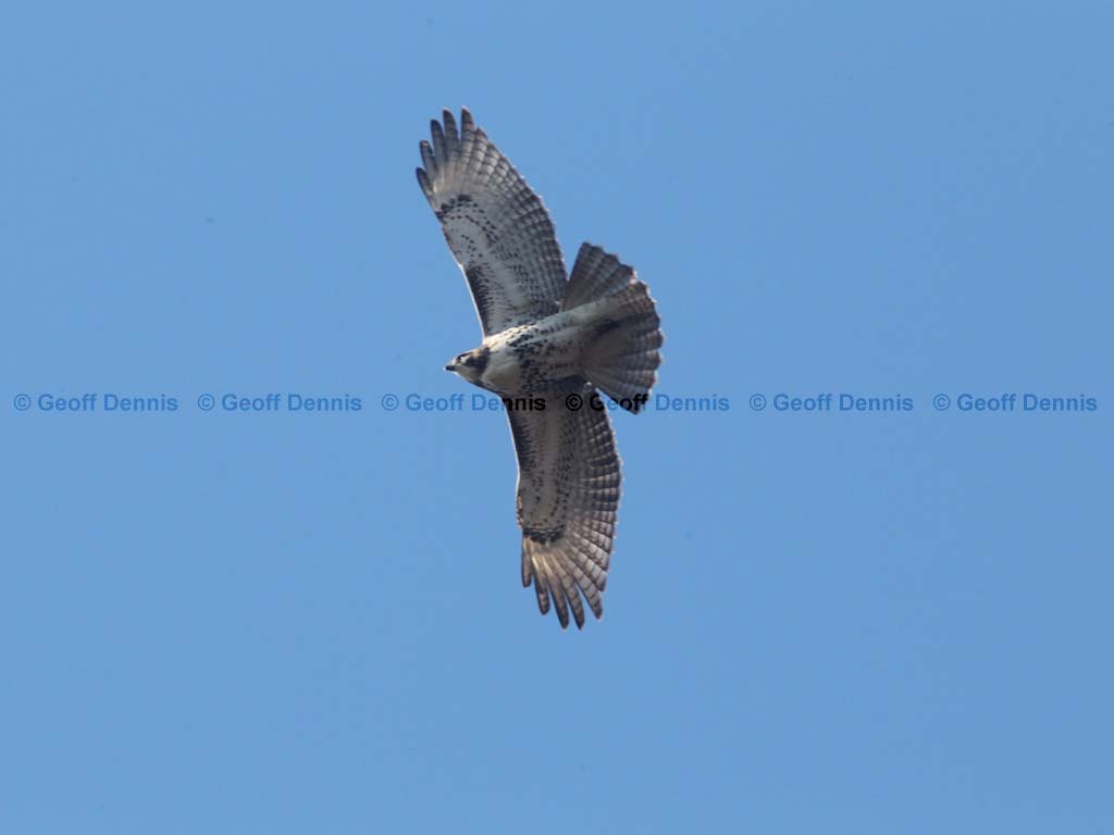 RTHA-BP_Red-tailed-Hawk