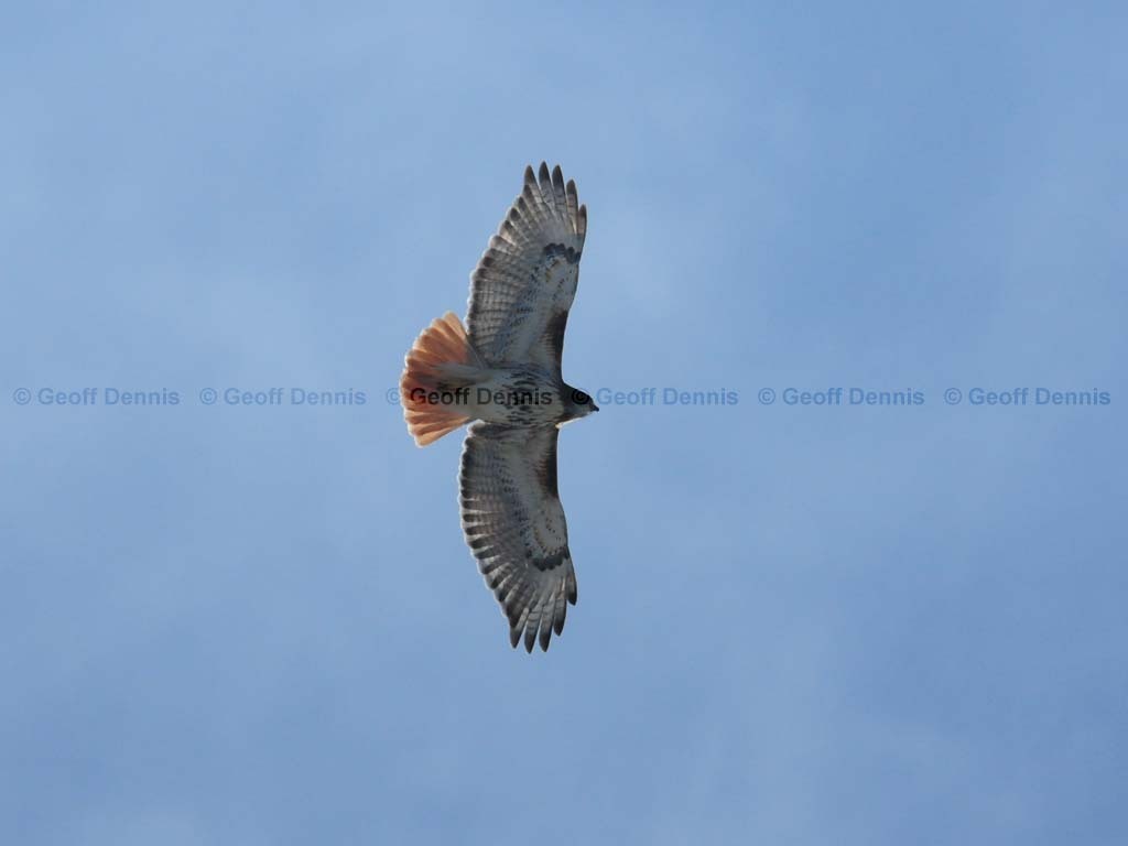 RTHA-BQ_Red-tailed-Hawk