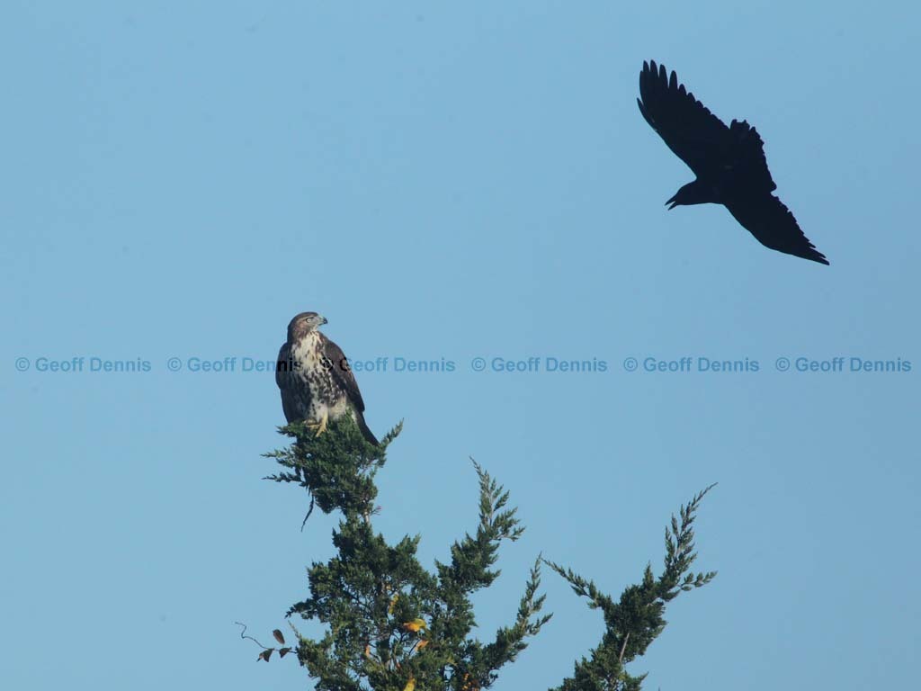 RTHA-BR_Red-tailed-Hawk