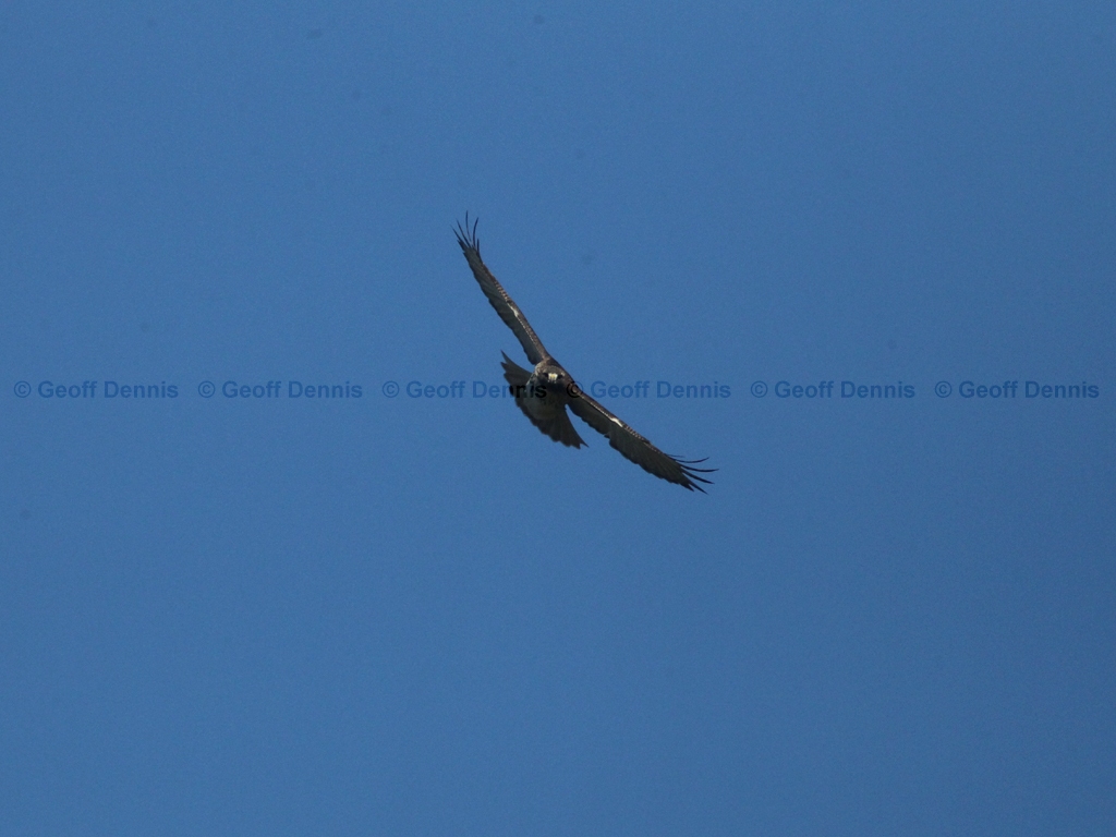 RTHA-BS_Red-tailed-Hawk
