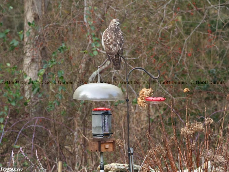 RTHA-BT_Red-tailed-Hawk