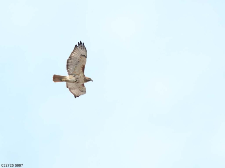 RTHA-BU_Red-tailed-Hawk