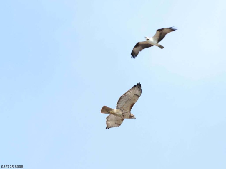 RTHA-BV_Red-tailed-Hawk