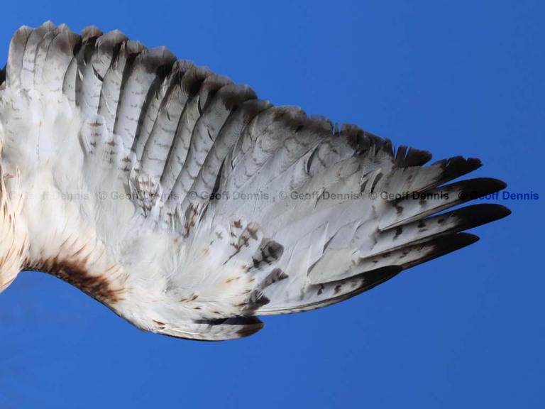 RTHA-BW_Red-tailed-Hawk