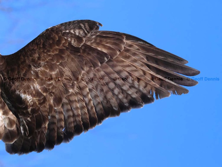 RTHA-BX_Red-tailed-Hawk