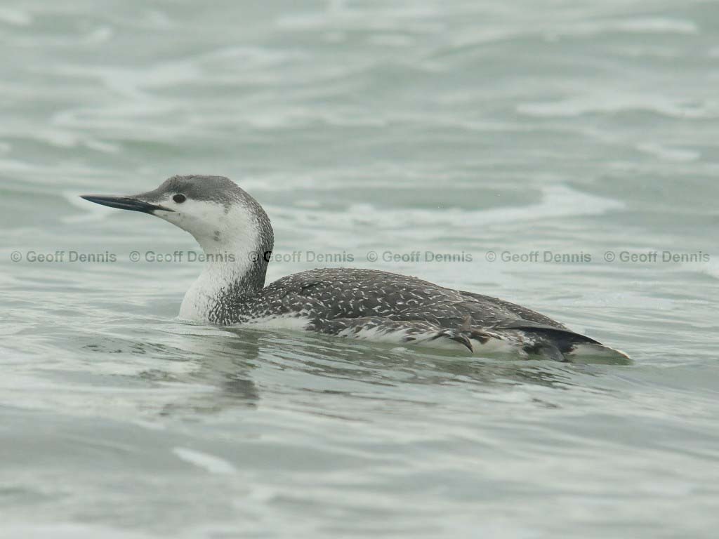 RTLO-AA_Red-throated-Loon