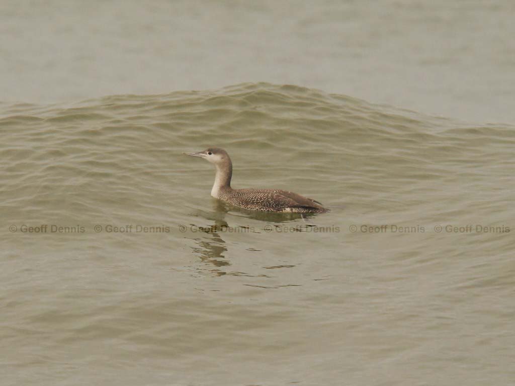 RTLO-AB_Red-throated-Loon