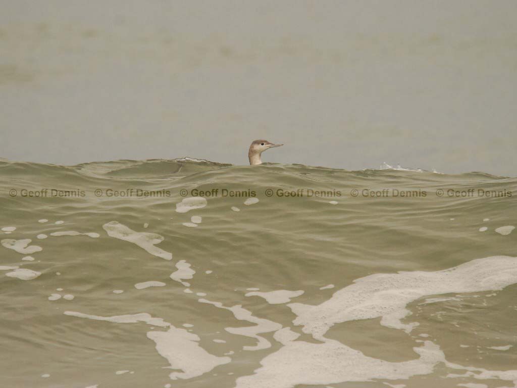 RTLO-AC_Red-throated-Loon