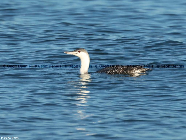 RTLO-AD_Red-throated-Loon