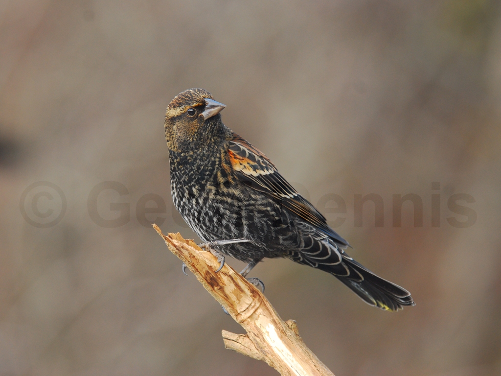 RWBB-AA_Red-winged-Blackbird