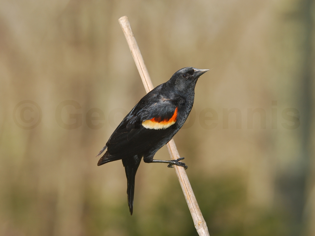 RWBB-AB_Red-winged-Blackbird