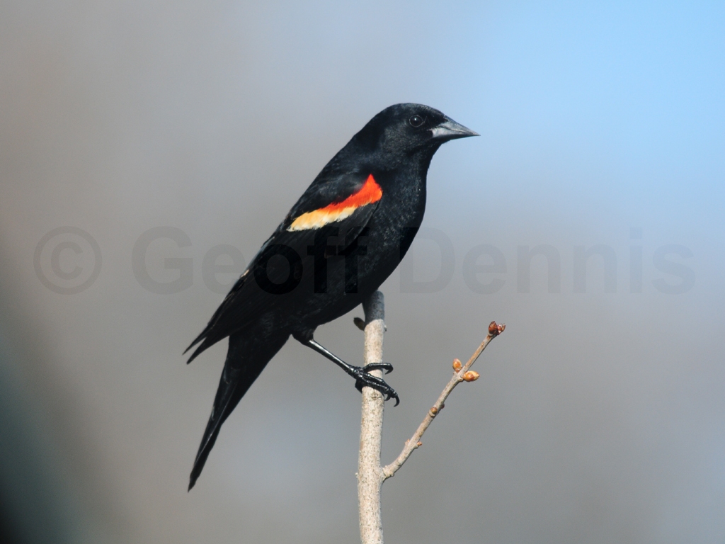 RWBB-AC_Red-winged-Blackbird