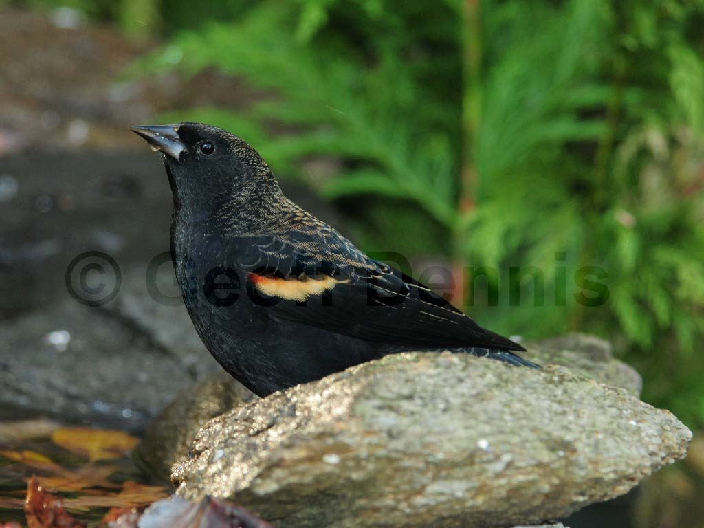 RWBB-AD_Red-winged-Blackbird