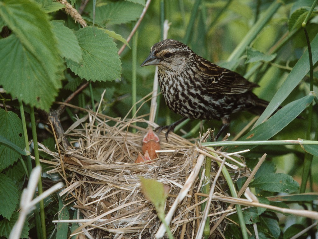 RWBB-AE_Red-winged-Blackbird