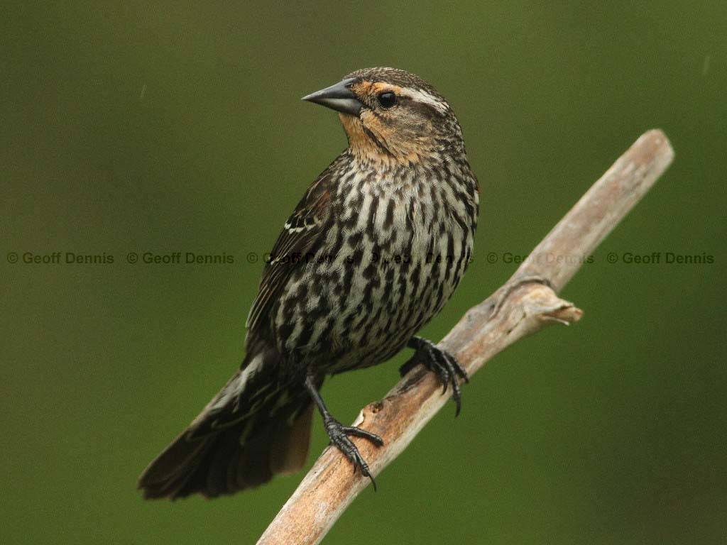 RWBB-AG_Red-winged-Blackbird