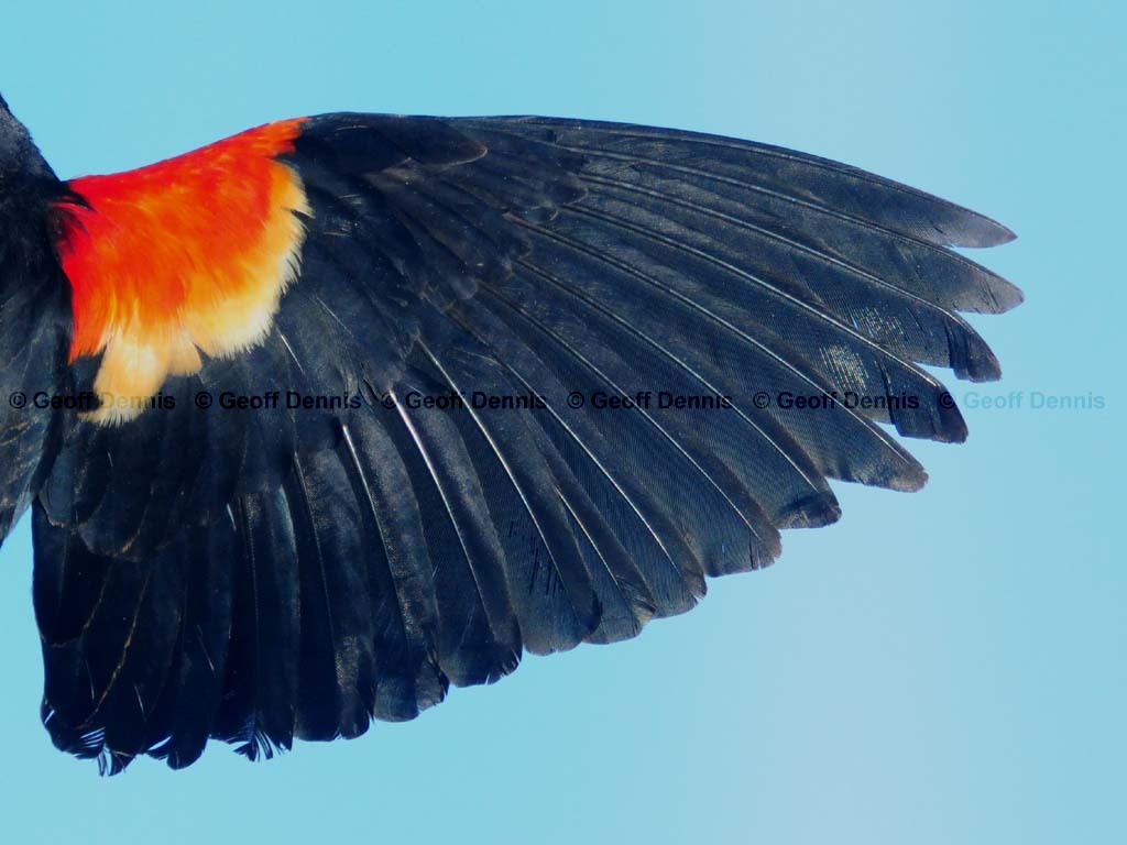 RWBB-AH_Red-winged-Blackbird