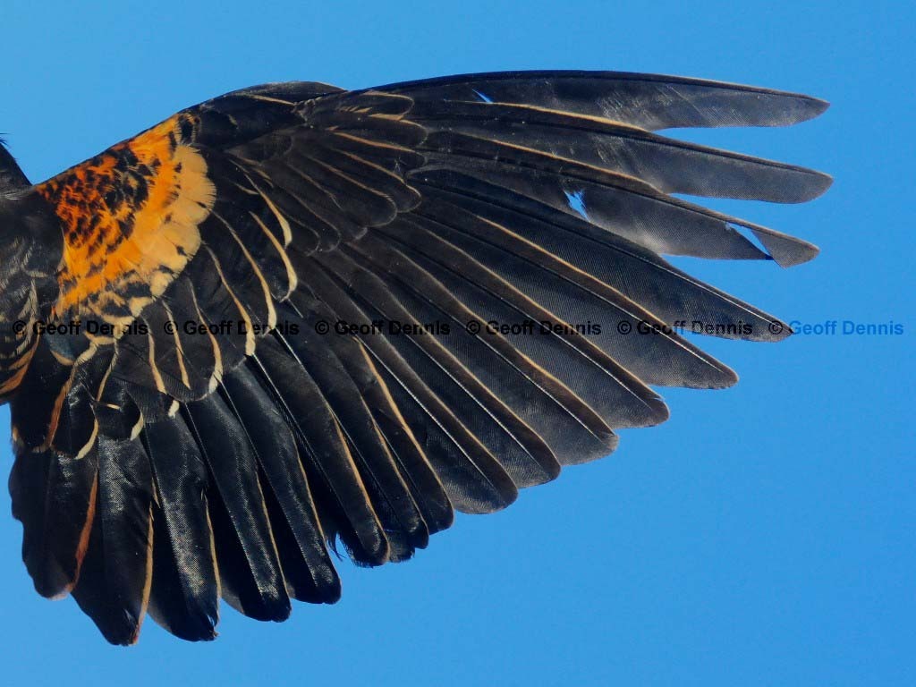 RWBB-AI_Red-winged-Blackbird
