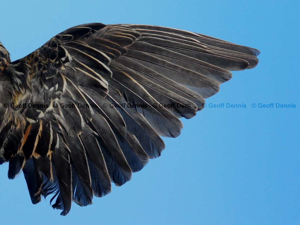 RWBB-AJ_Red-winged-Blackbird