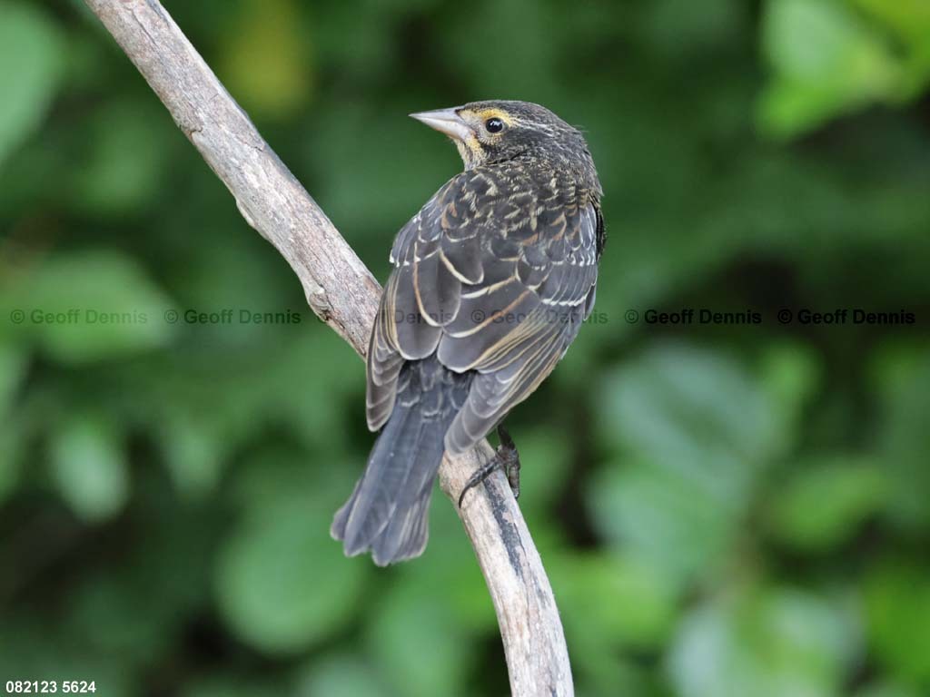 RWBB-AK_Red-winged-Blackbird