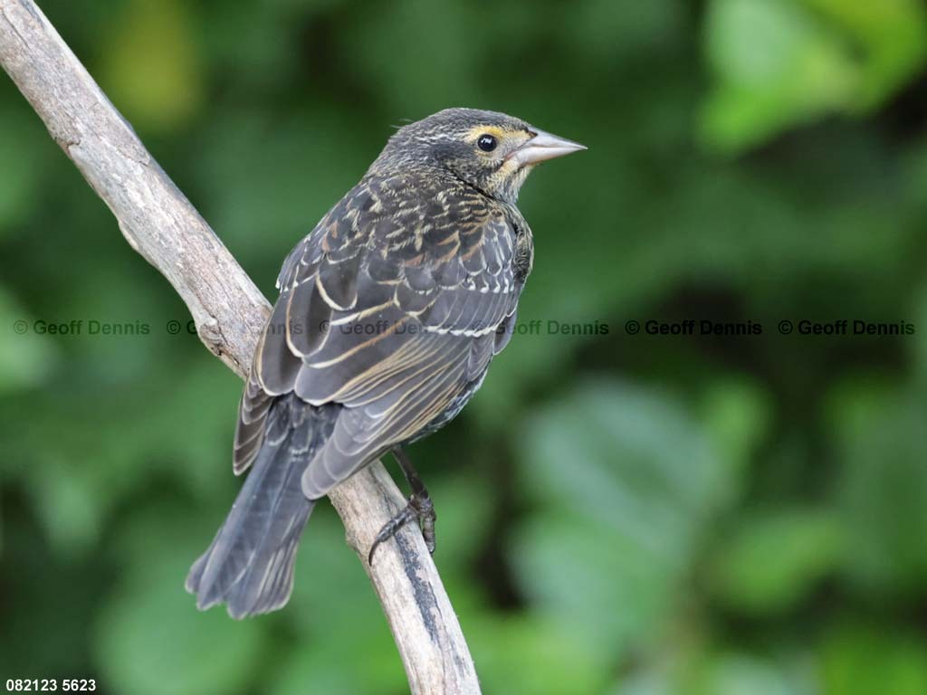 RWBB-AL_Red-winged-Blackbird