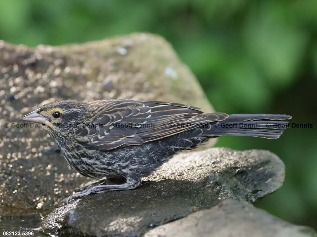 RWBB-AM_Red-winged-Blackbird