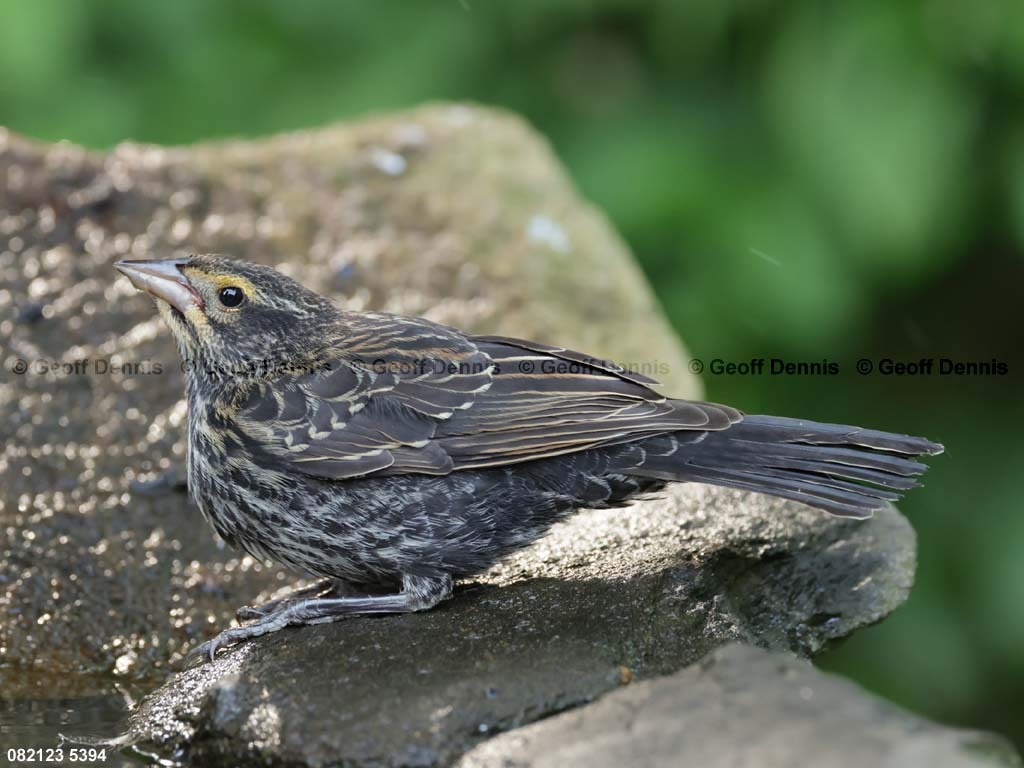 RWBB-AN_Red-winged-Blackbird