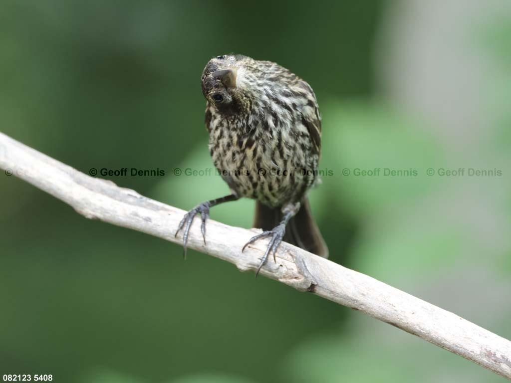 RWBB-AO_Red-winged-Blackbird