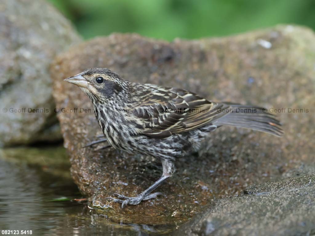 RWBB-AP_Red-winged-Blackbird