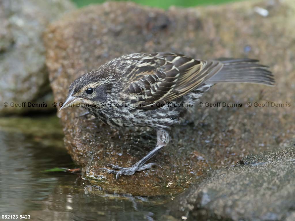 RWBB-AQ_Red-winged-Blackbird