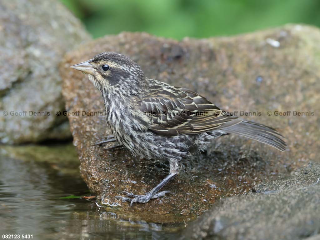 RWBB-AR_Red-winged-Blackbird